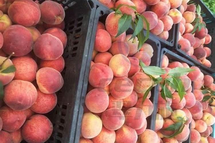 桃树什么时候用水溶肥最好