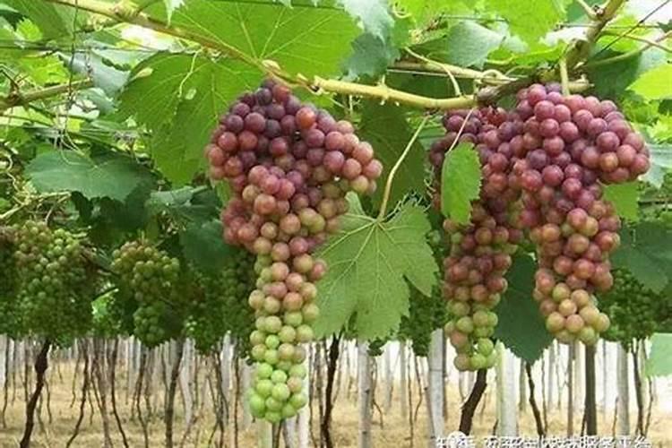 冬枣树什么时候施肥好