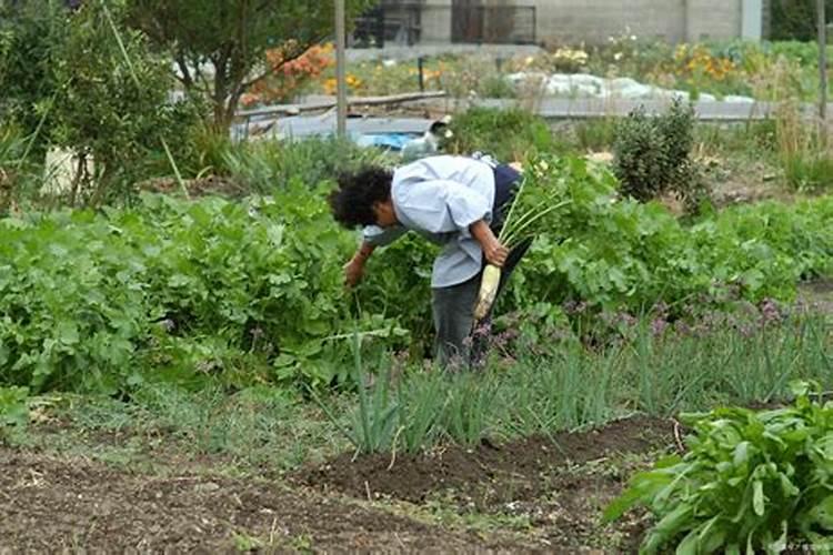 胡萝卜如何施肥最科学 选择什么肥料好