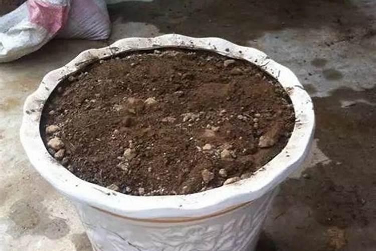 大面积种植玉米,在什么时候用叶面肥是最好的？