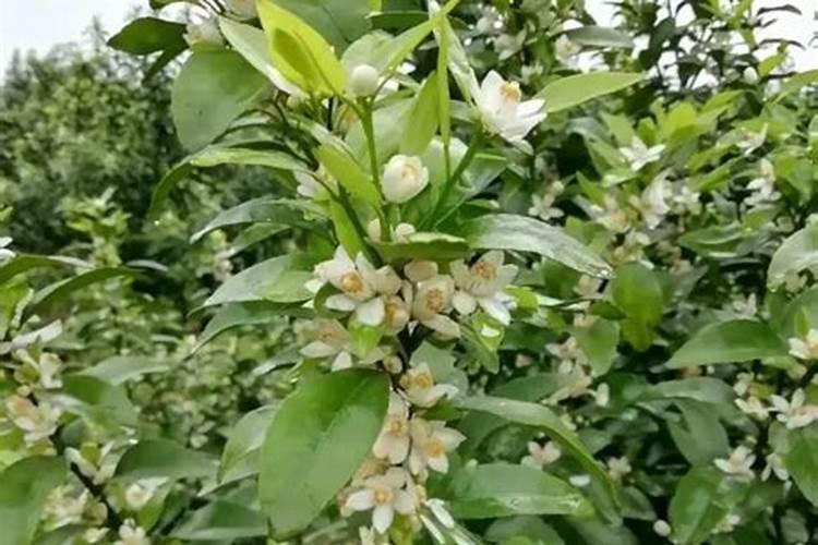 种植沙糖桔南丰蜜桔马水桔和金桔用什么叶面肥好？