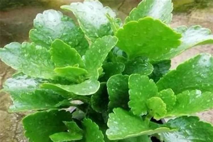 长寿花肥用什么合适 肥料制作与使用方法