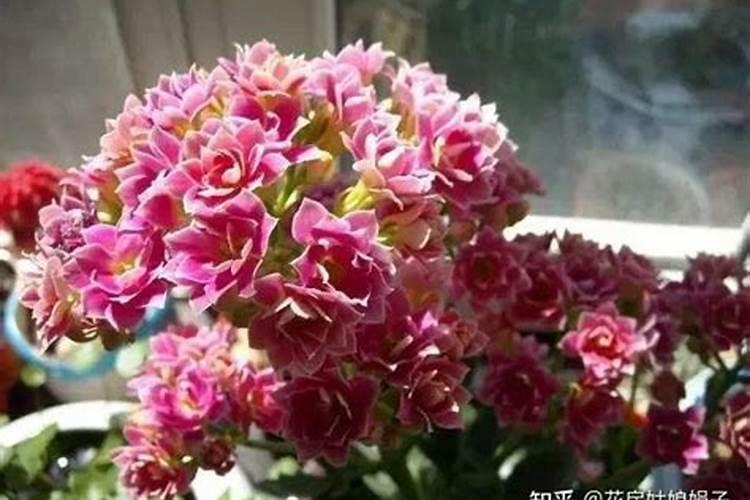 氮磷钾复合肥什么花都可以用吗,可以喷叶面吗