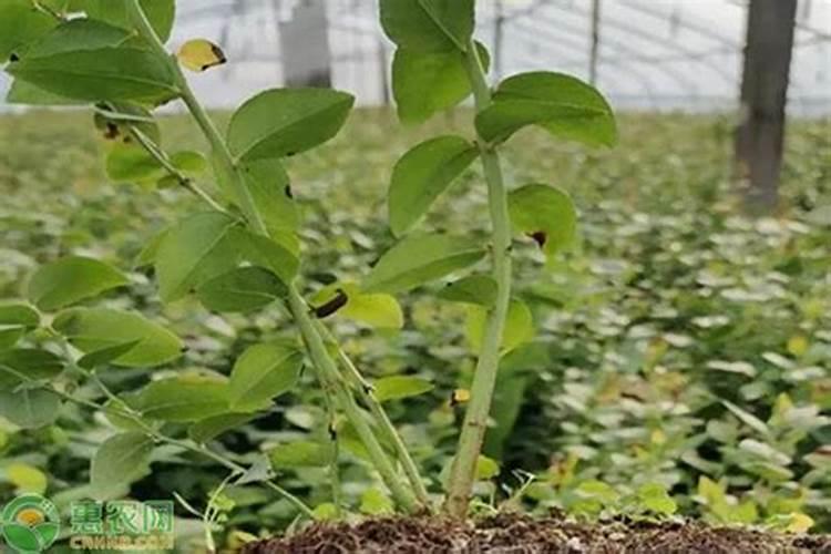 好管理的蓝源蓝莓苗怎样施肥