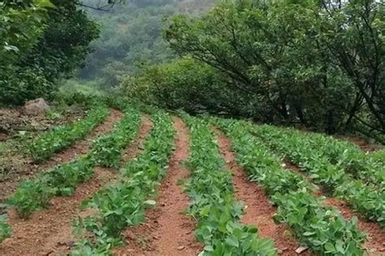 花生生长期都用什么叶面肥好