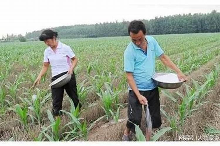 莘县叶面肥:花生应该什么时候喷施叶面肥？喷施什么叶面肥？