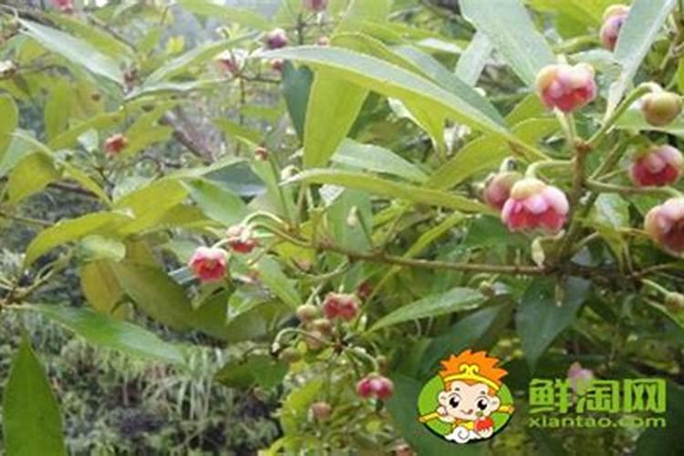 八角施肥期谢谢了,大神帮忙啊