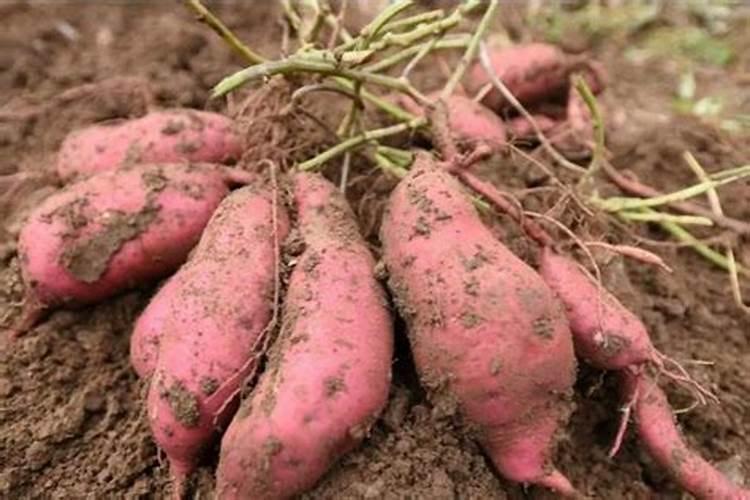 火龙果栽培多长时间可以长到1.5米