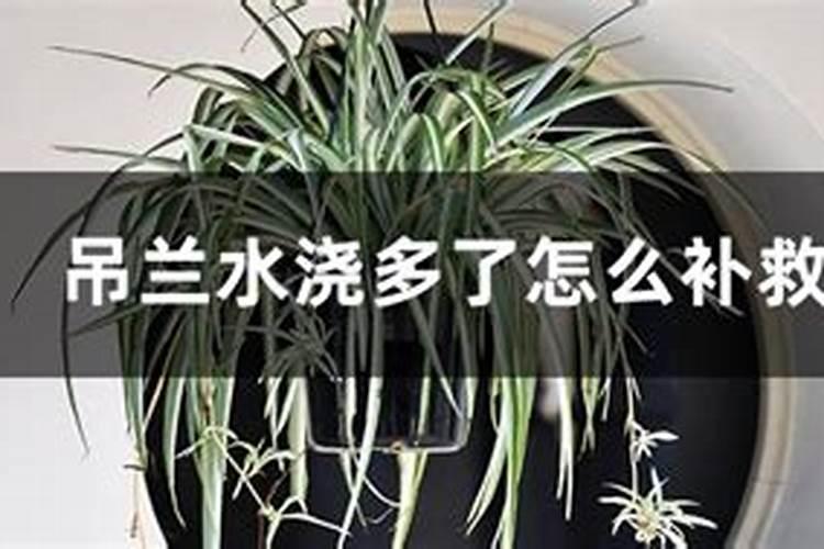 花卉叶面肥多久喷一次