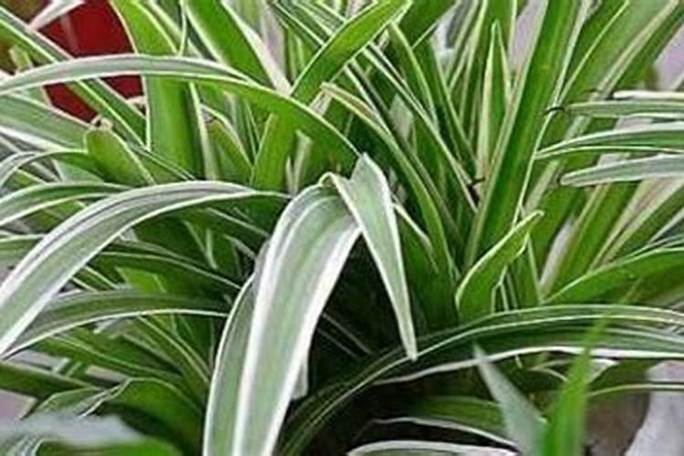 冬天吊兰能施肥吗？