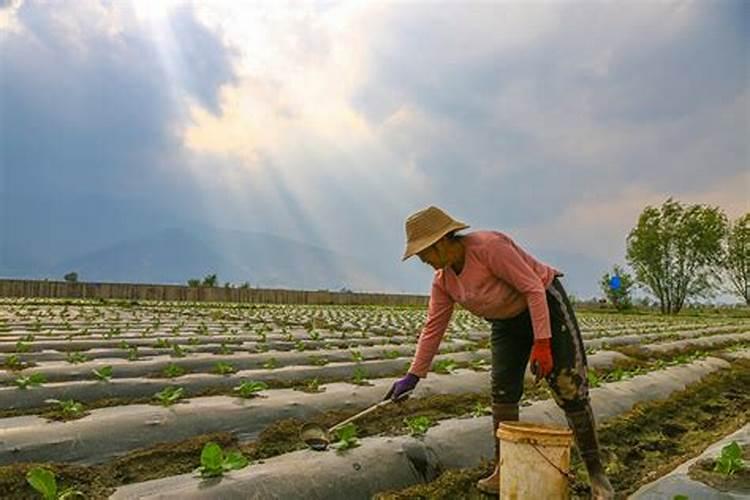 怎样根据烟草需肥特点进行施肥？