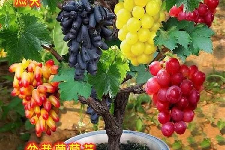 尿素和氮肥可以用玉米水稻代替吗