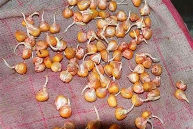 玉米喷绿速达能起到矮化的作用吗？