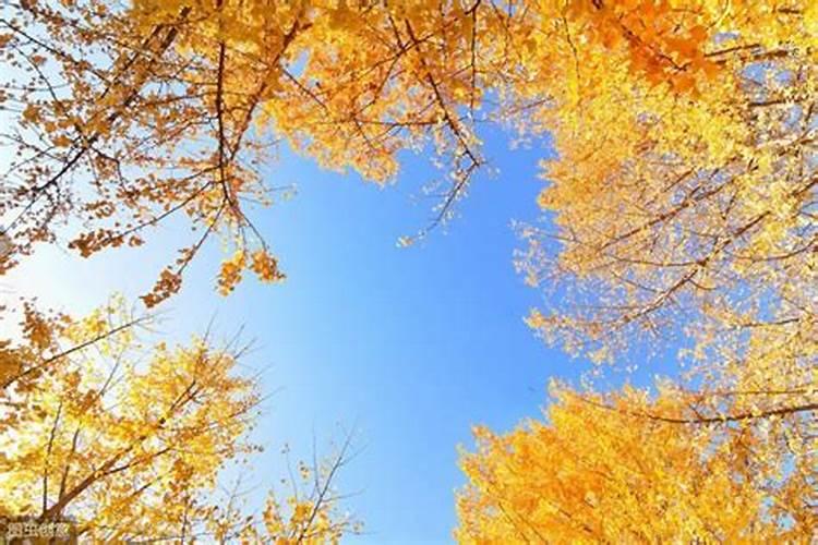 为什么每年要给枣树施肥