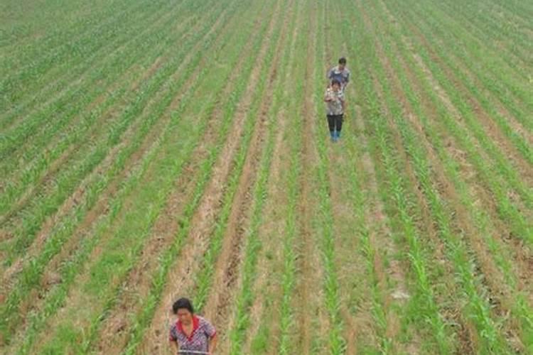 黄瓜打什么叶面肥好？黄瓜用什么冲施肥好能增产？黄瓜叶面肥用昆仑风