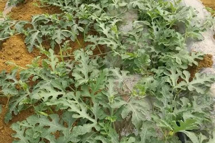 氨基酸中s元素的形成