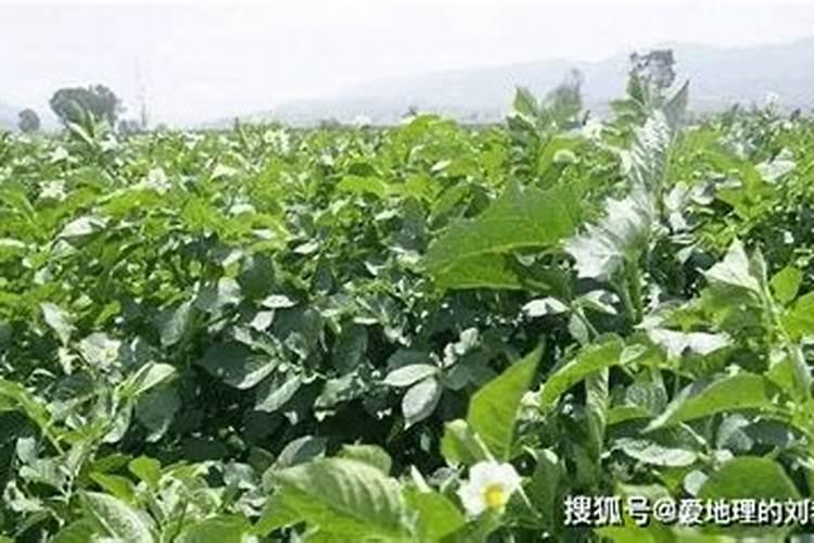 花生的种植成本