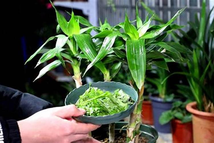 养石斛用什么土最好,如何种植