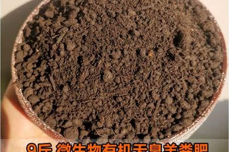 三角梅没有生根粉怎么扦插