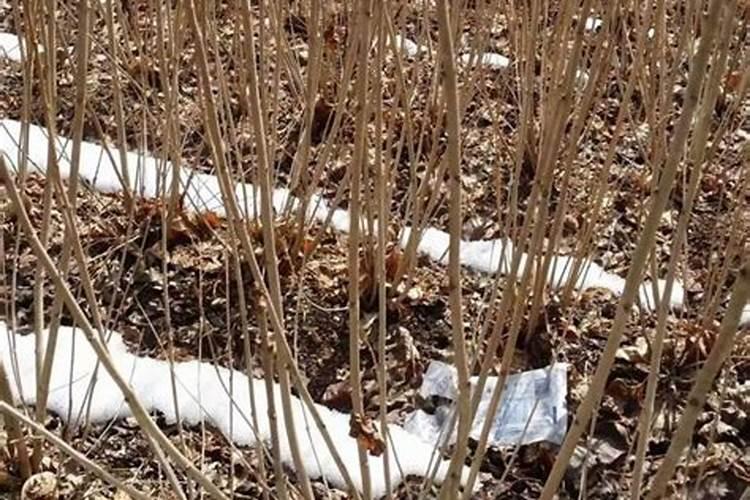 扦插枝条没有生根粉怎么办？