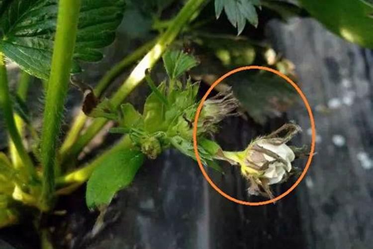 水培白掌不开花怎么办