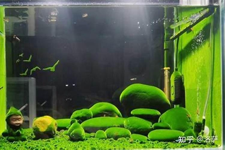 金鱼藻怎么养最好