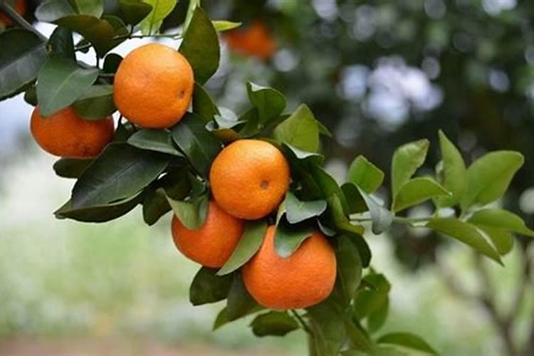 出完香菇的废菌棒需要如何处理以后可以作为肥料施地里？