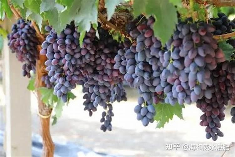 种西瓜用什么肥料