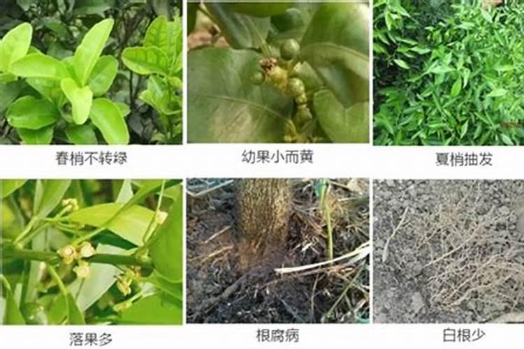 在膨果期施用氮肥好还是钾肥好,它们哪种膨果更快呢？