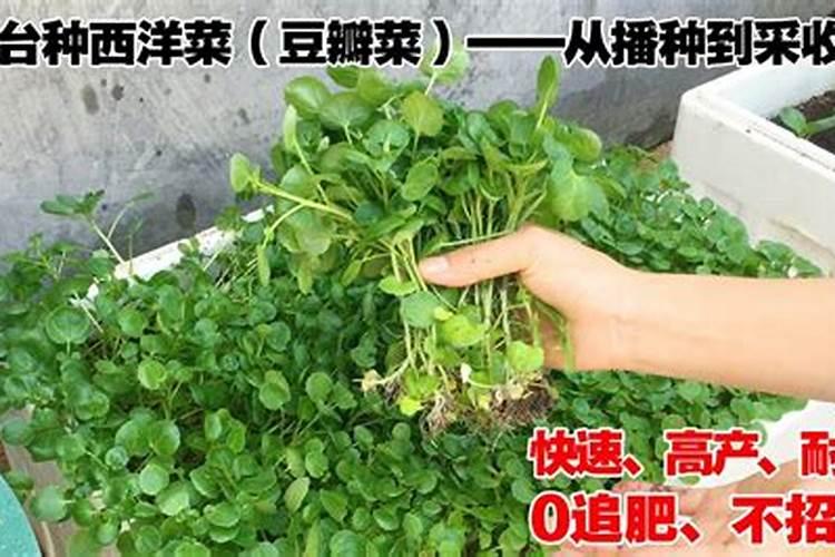 大葱专用肥料哪种的好？大葱抗病增产喷施昆仑风叶面肥!