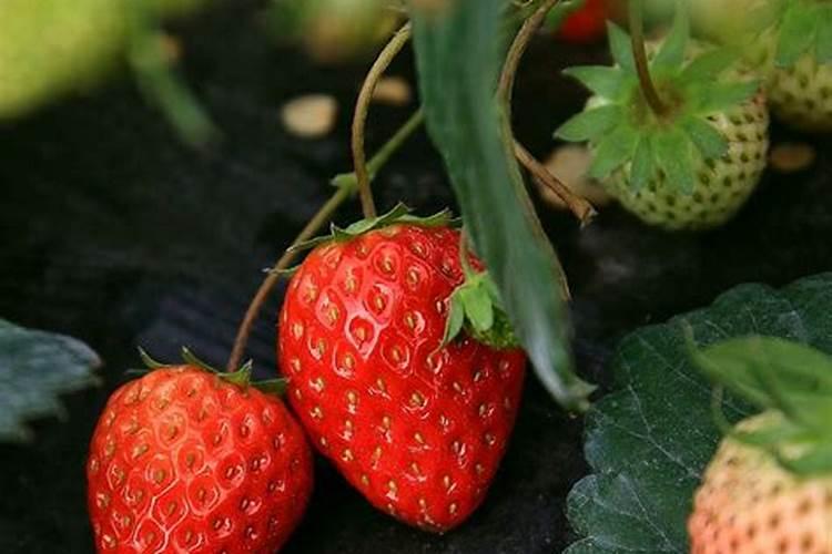 大葱喷施磷酸二氢钾可以吗