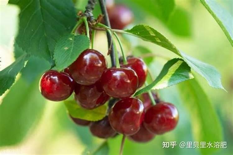 全水溶性肥料使用方法