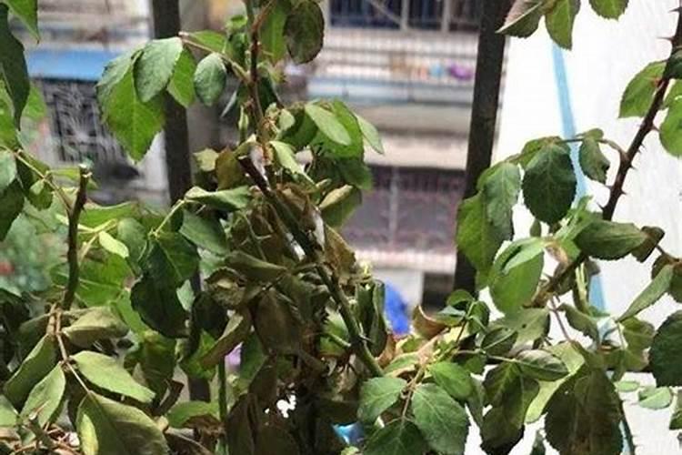 香菜喷什么叶面肥长得快