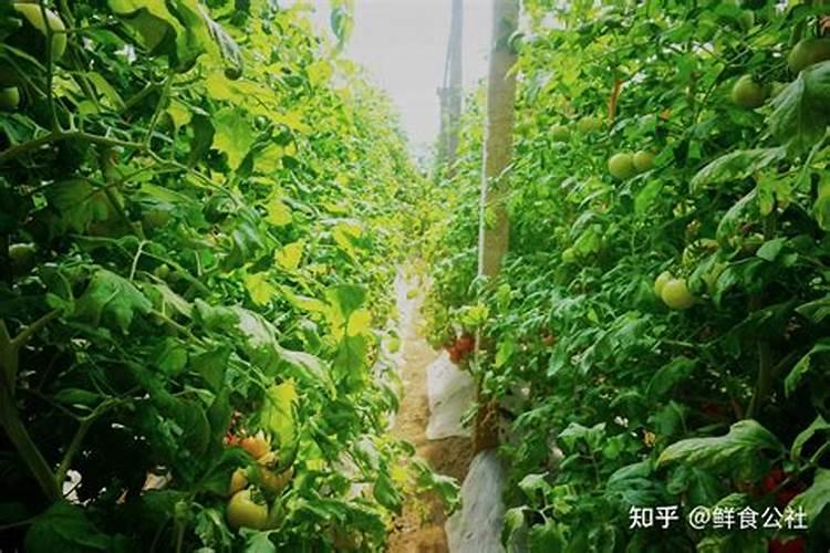 山东叶咖农业化学有限公司怎么样？