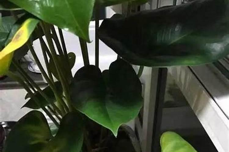 木头烧的木灰掺多少土能养花