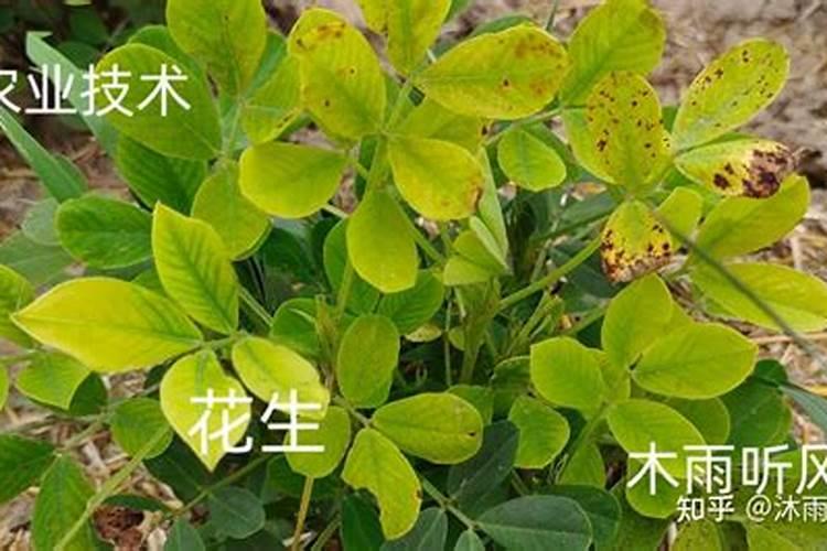 柑橘苗叶面肥施药方法