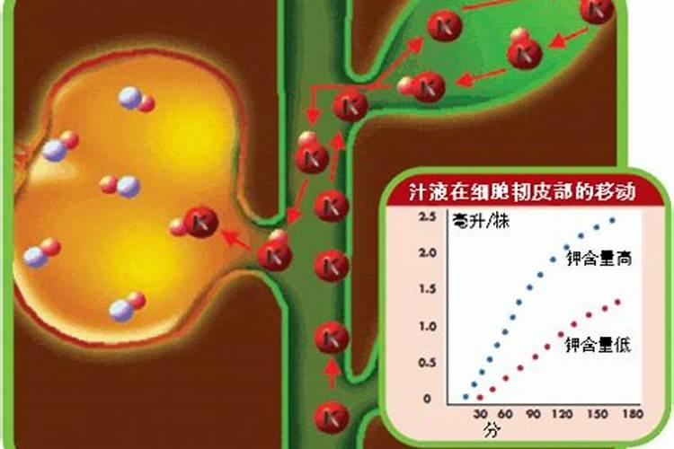 平衡肥膨果快还是高钾肥快