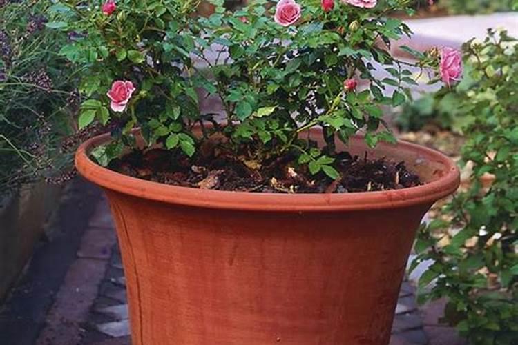 多肉被晒紫了还能存活吗,多肉被晒紫了,还能存活吗？