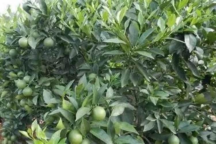 果实膨大期施肥诀窍有哪些