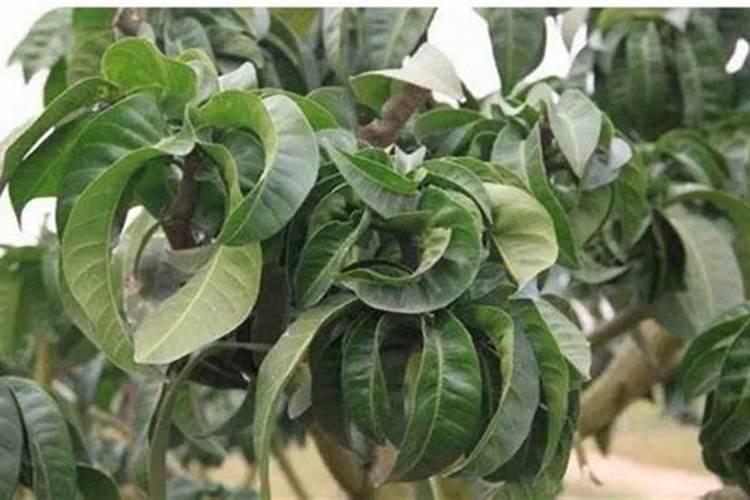 小麦灭草剂什么时间打最好