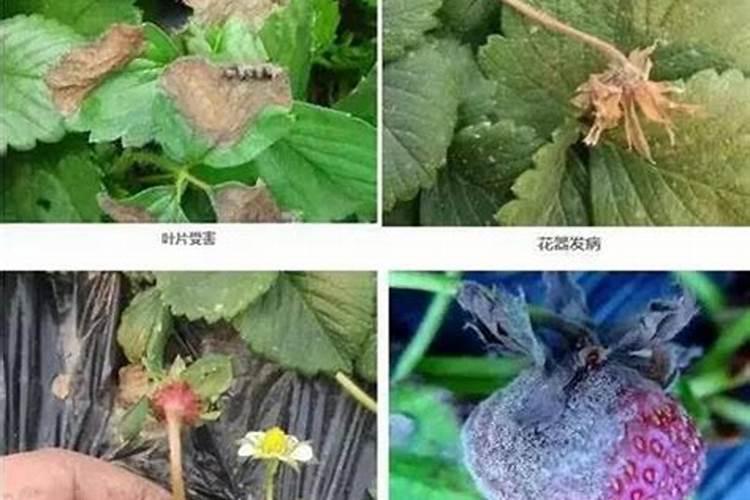 葡萄灰霉病该如何防治？