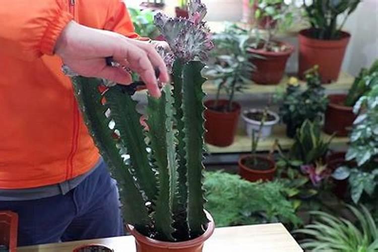 龙骨花施什么肥 龙骨花施哪些肥