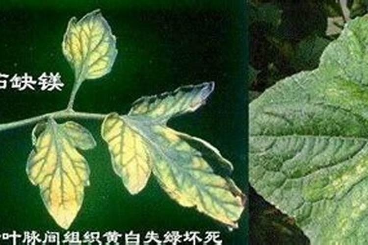 癌症晚期扩散吃什么好