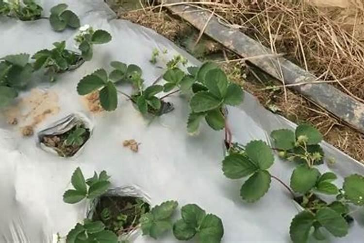 草莓施肥时间和方法