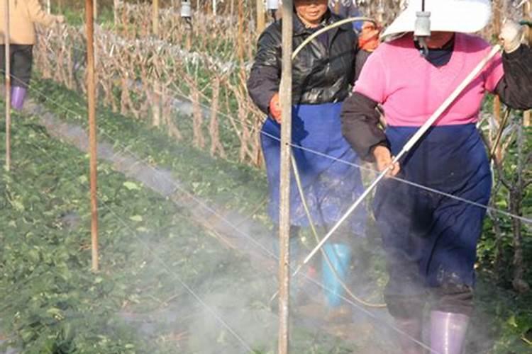 草莓地没法冲施肥,地太湿了!不容易干,可以喷哪些叶面肥？