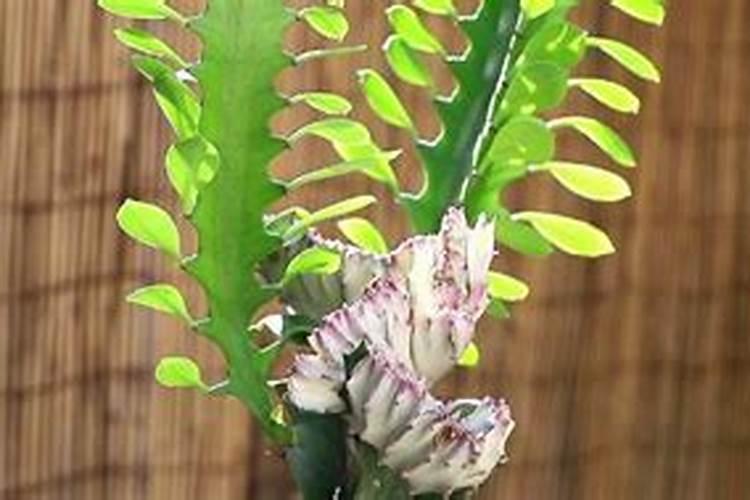 花开时施什么肥最好
