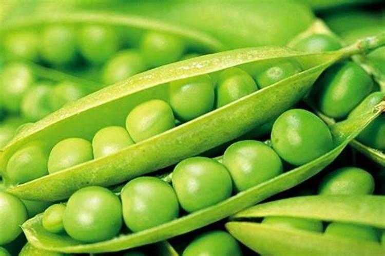 豌豆什么时候种植 豌豆的施肥方法