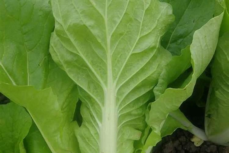 牡丹吊兰什么时候扦插最好