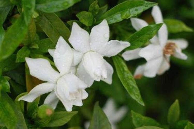 每亩施肥8KG稀释800倍什么意思