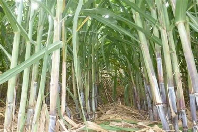 玉米出苗多久才能施第一次肥